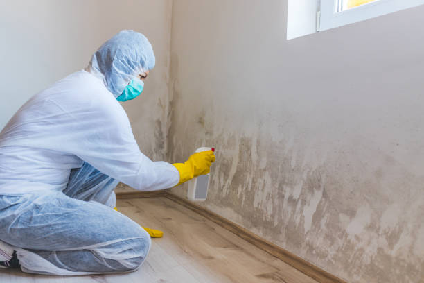 Licensed Black Mold Removal service in Glendale, AZ - WQB Mold Removal